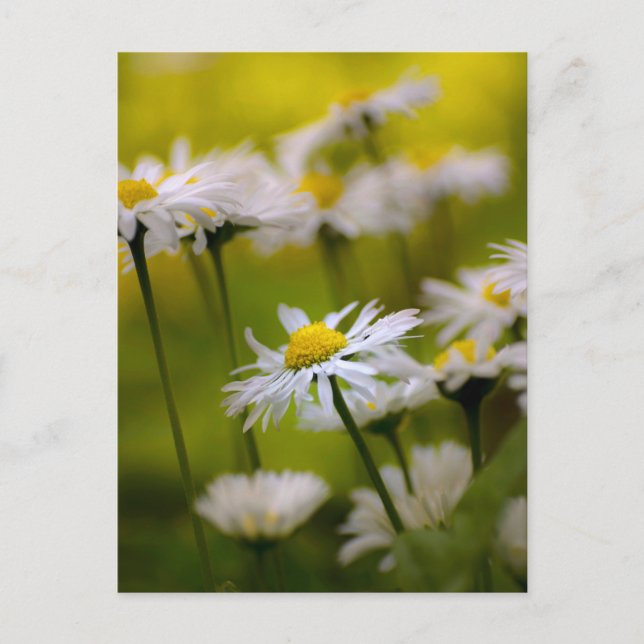 Tusenskönor Fotografi Postkort Vykort (Framsida)