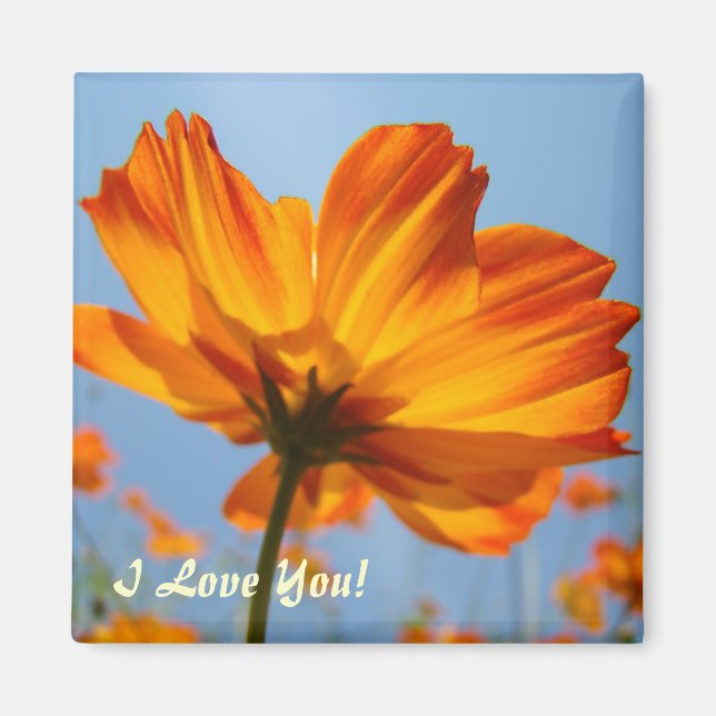 Tusenskönor Orange Tusenskönor Blommor magnet Jag  (Framsidan)