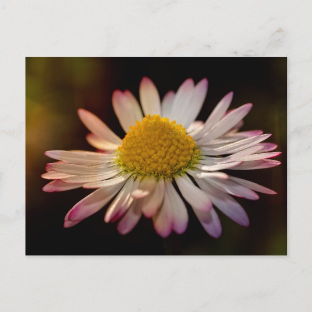 Tusenskönor Vykort (Framsida)