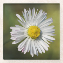 Tusenskönsblomma