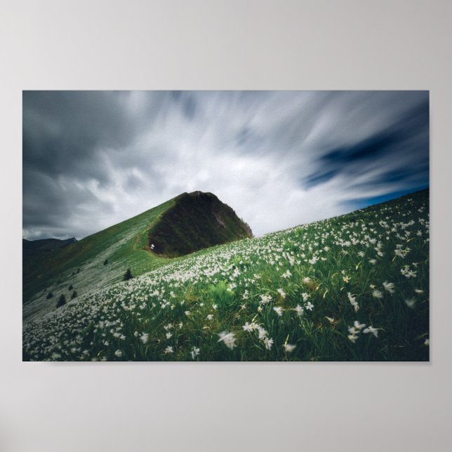 Tusentals narcissar på Golica, Slovenien Poster (Framsidan)