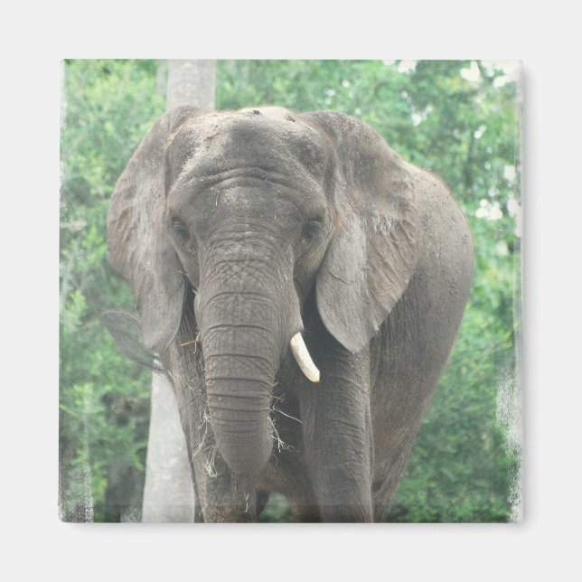 Tusked Elephant Magnet (Framsidan)