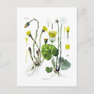 Tussilago farfara (Coltsfoot) Vykort