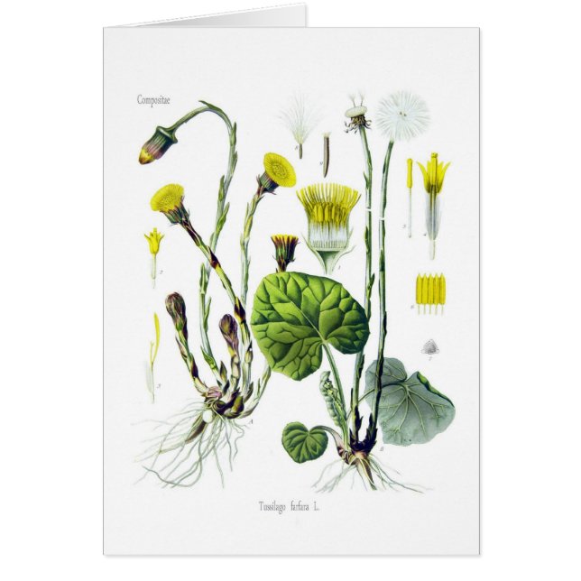 Tussilagofarfara (tussilagot) hälsningskort (Framsidan)