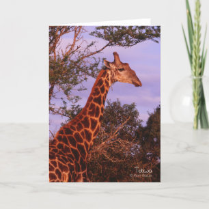 Tutwa, giraffe i Botswana, hälsningskort Kort