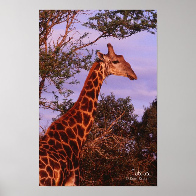 Tutwa, giraffe på Tetswana-språket, Poster (Framsidan)