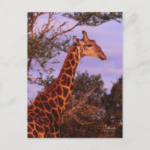 Tutwa, giraffe på Tetswana-språket, vykort