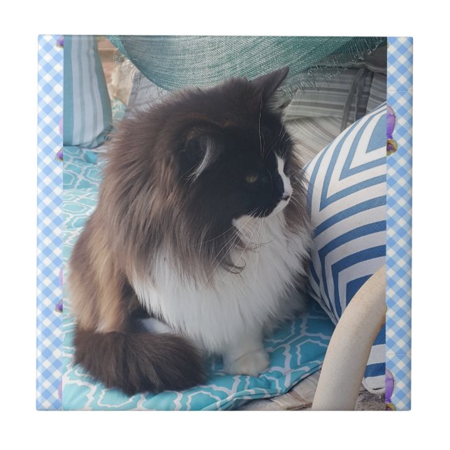 Tuxedo Black White, Hårig Cats Ceramic Tile Kakelplatta (Framsidan)