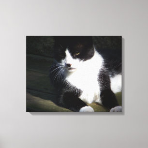 Tuxedo Cat 20-tums x16-tums utdraget Kanvastryck