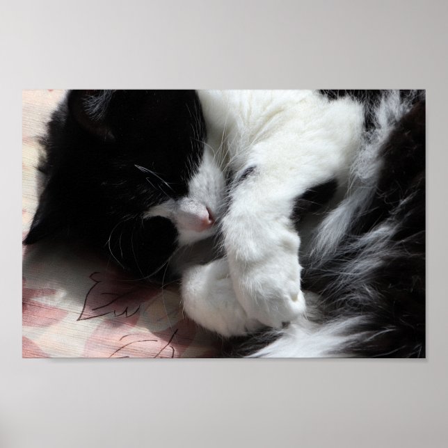 Tuxedo Cat Art Cute Pink Nose Kitty Cats Art Poster (Framsidan)