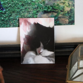 Tuxedo Cat Art Cute Rosa Nose Kattunge Art Poste Poster