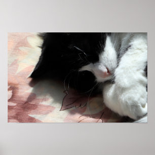 Tuxedo Cat Art Cute Rosa Nose Kattunge Art Poster