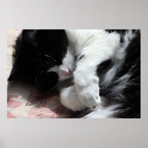 Tuxedo Cat Art Cute Rosa Nose Kattunge Art Poster