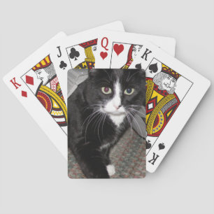 Tuxedo Cat Black och White Casinokort