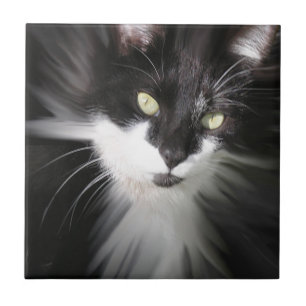 Tuxedo Cat Ceramic Tile Kakelplatta