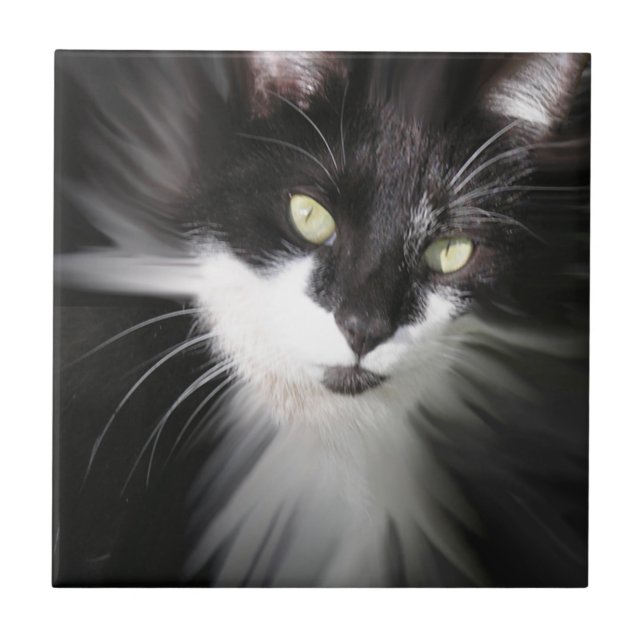 Tuxedo Cat Ceramic Tile Kakelplatta (Framsidan)