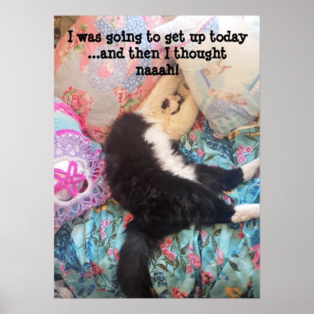 Tuxedo Cat Cute Funny Shabby Sleeping Cats Poster (Framsidan)
