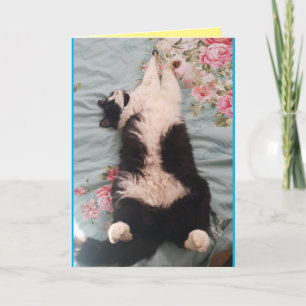 Tuxedo Cat Cute Funny Sleeping Cats Kneading Card Kort