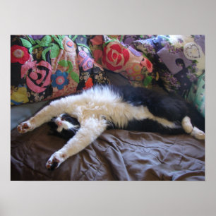 Tuxedo Cat Cute Funny Sleeping-katter Poster