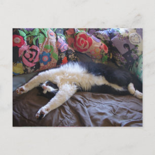 Tuxedo Cat Cute gör ett mexikanskt vykort för vågo