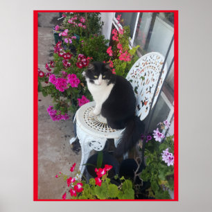 Tuxedo Cat Cute med Söt Flowers Svarta katter Poster