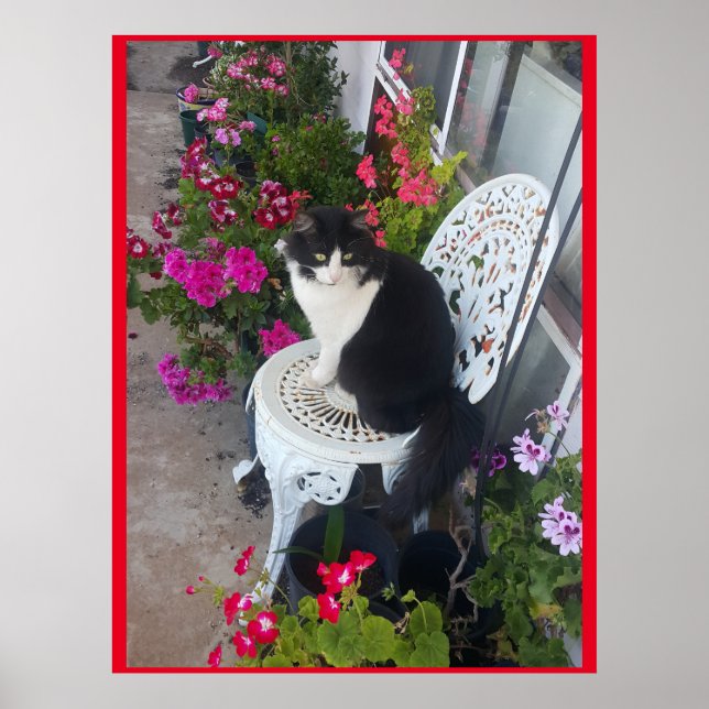 Tuxedo Cat Cute med Söt Flowers Svarta katter Poster (Framsidan)
