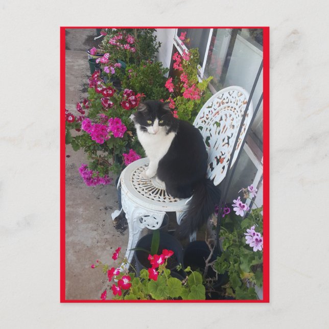 Tuxedo Cat Cute med Söt Flowers vykort (Framsida)