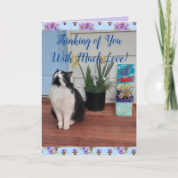 Tuxedo Cat Cute-slynk att tänka på ditt Kärlek-kor