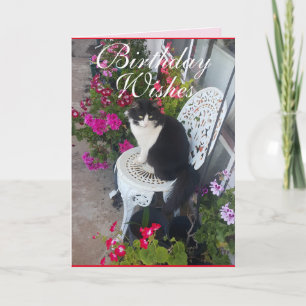 Tuxedo Cat Cute Söt Flowers - födelsekort Kort