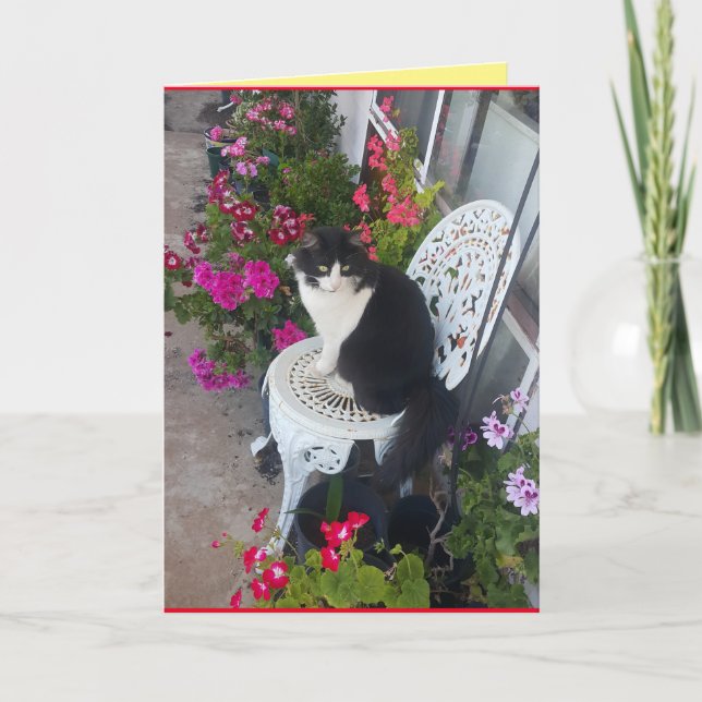 Tuxedo Cat Cute Söt Flowers - födelsekort Kort (Framsida)