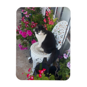 Tuxedo Cat Cute Söt Flowers - födelsekort Magnet