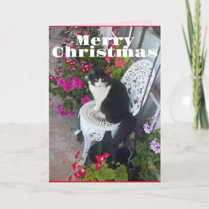 Tuxedo Cat Cute Söt Flowers Kattjulkort Kort