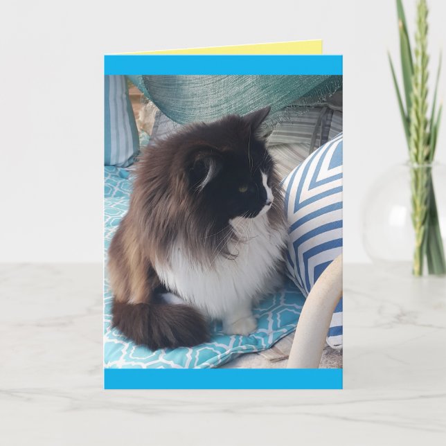 Tuxedo Cat Cute Söt katter blått födelsedagskort Kort (Framsida)