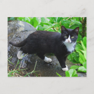 Tuxedo Cat i parkens vykort