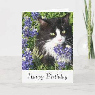Tuxedo Cat i Texas Bluebonnet Kort