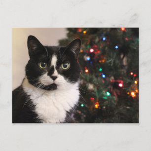 Tuxedo Cat-julkort Helg Vykort