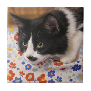 Tuxedo Cat Kakelplatta