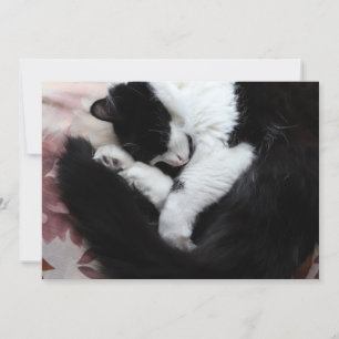 Tuxedo Cat Kattunge Black and White Caturday Julkort