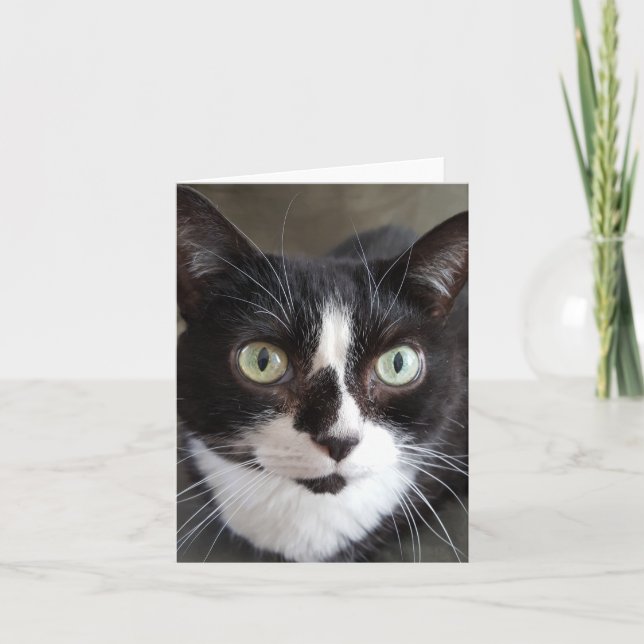 Tuxedo Cat Kort (Framsida)
