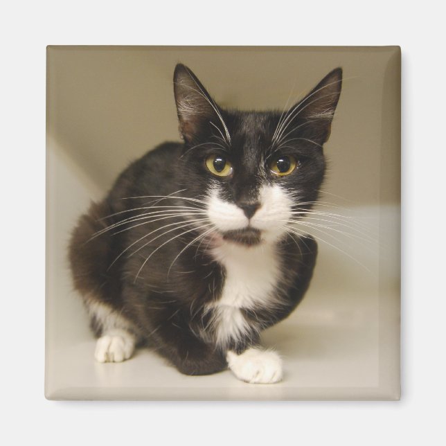 Tuxedo Cat Magnet (Framsidan)