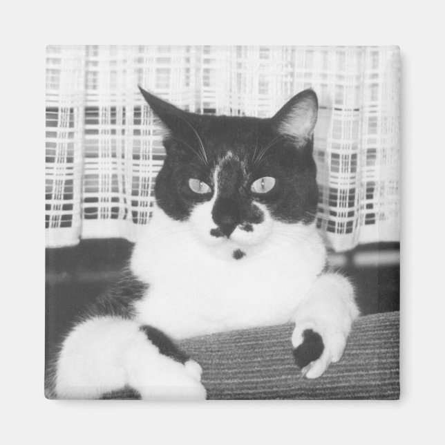 Tuxedo Cat Magnet (Framsidan)