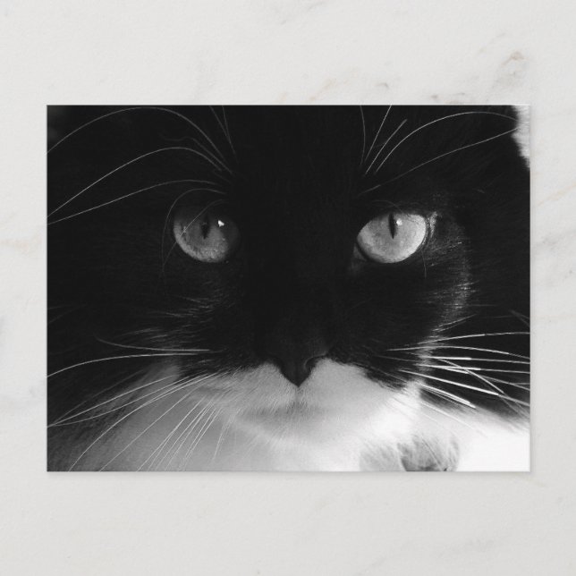 TUXEDO CAT PHOTO-vykort Vykort (Framsida)