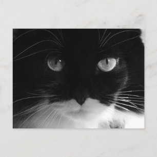 TUXEDO CAT PHOTO-vykort Vykort