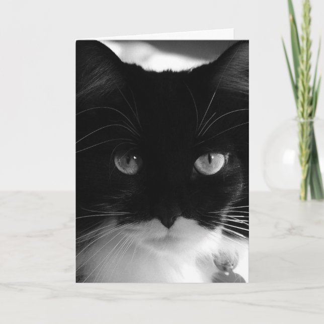 TUXEDO CAT PHOTOGRAPHY BIRTHDAY-KORT KORT (Framsida)