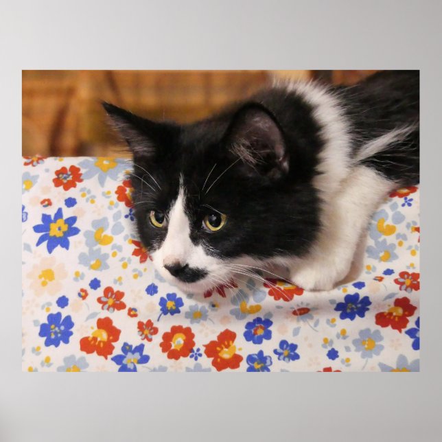 Tuxedo Cat Poster (Framsidan)