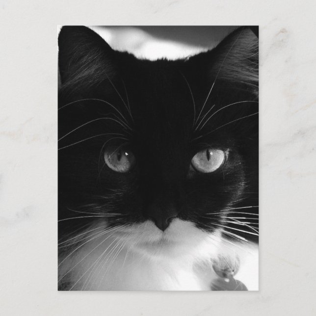 TUXEDO CAT-POSTKARTOR VYKORT (Framsida)
