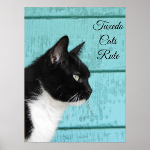 Tuxedo Cat-profil på Teal Poster