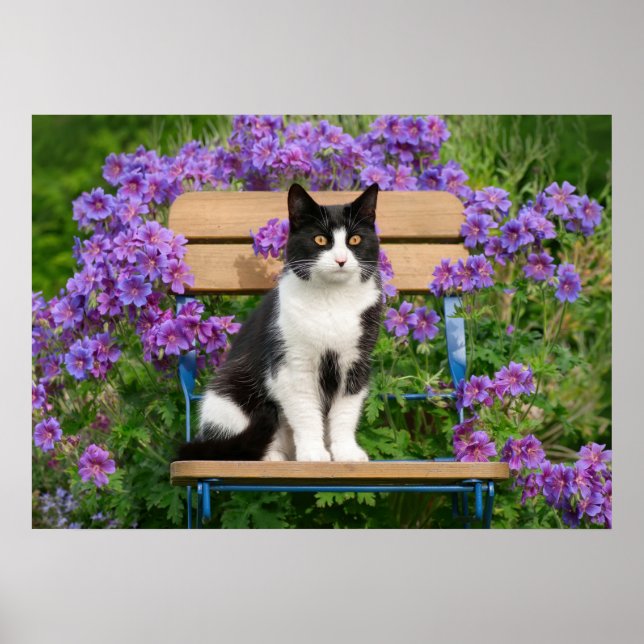 Tuxedo cat sitta på en trädgårdsstol med blommor poster (Framsidan)