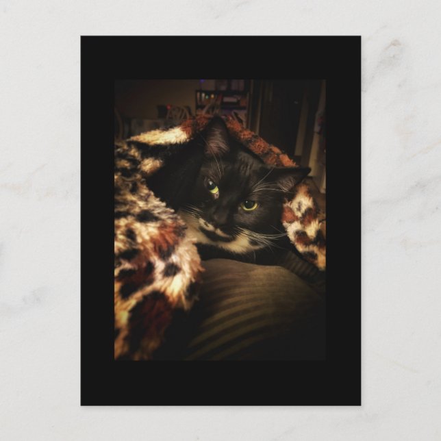 Tuxedo Cat Vykort (Framsida)