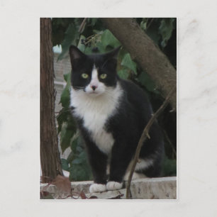Tuxedo Cat Vykort
